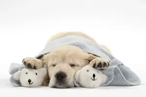 Unwell: Dog - Golden Retriever puppy