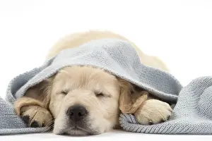 Unwell: Dog - Golden Retriever puppy