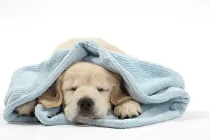 Unwell: Dog - Golden Retriever puppy