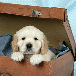 Suitcase: Dog. Golden Retriever puppy (6 weeks) in brown