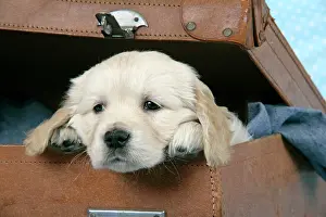 Suitcase: Dog. Golden Retriever puppy (6 weeks) in brown