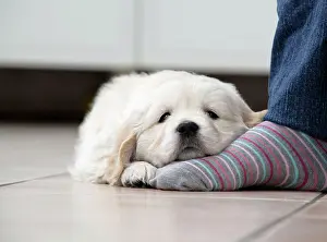Unhygienic: Dog. Golden Retriever puppy (6 weeks) dozing on