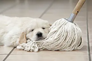Unhygienic: Dog. Golden Retriever puppy (6 weeks) laying head