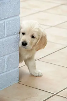 Corner: Dog. Golden Retriever puppy (6 weeks) looking around