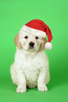 Retievers: Dog. Golden Retriever puppy (6 weeks) sitting down