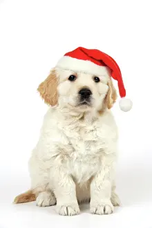 Retievers: Dog. Golden Retriever puppy (6 weeks) sitting down