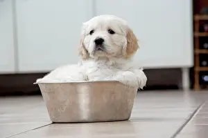 Unhygienic: Dog. Golden Retriever puppy (6 weeks) sitting in