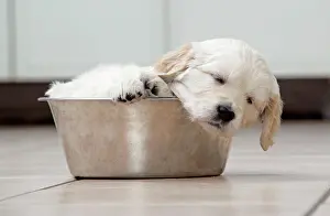 Unhygienic: Dog. Golden Retriever puppy (6 weeks) sleeping in dog bowl