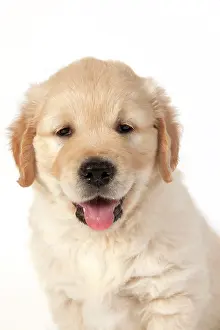 Cute Puppies By John Daniels: DOG - Golden Retriever puppy 7 weeks old - sitting - head an