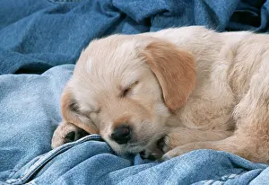 Denim: DOG - Golden Retriever puppy asleep on denim jeans