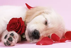 Sleeping: DOG - Golden Retriever puppy asleep amongst rose petals