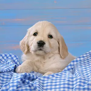 Gingham: DOG - Golden Retriever puppy on blue gingham