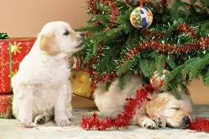 Chirstmas: Dog - Golden Retriever puppy under Chirstmas tree