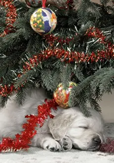 Chirstmas: Dog - Golden Retriever puppy under Chirstmas tree