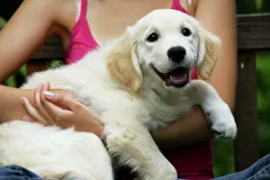 Cuddled: Dog - Golden Retriever puppy being cuddled by girl
