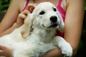 Stroking: Dog - Golden Retriever puppy being cuddled by girl