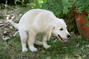Toileting: Dog - Golden Retriever puppy - defecating