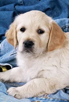Denim: DOG - Golden Retriever puppy on denim jeans