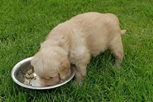 Mealtime: Dog - Golden Retriever puppy feeding