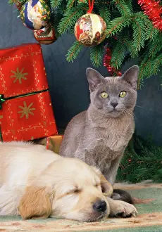 Tinsel: Dog - Golden Retriever puppy & kitten