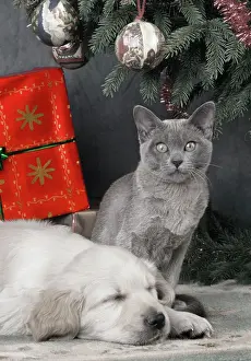 Tinsel: Dog - Golden Retriever puppy & kitten