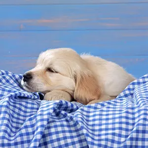 Gingham: DOG - Golden Retriever Puppy lying down on blue gingham