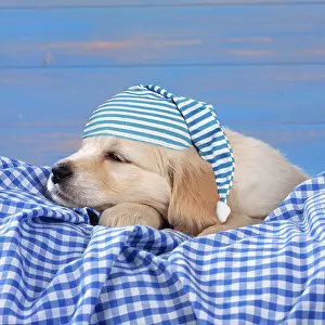 Nightcap: DOG - Golden Retriever Puppy lying down on blue gingham wear