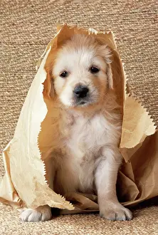 Paper: DOG - Golden retriever puppy in paper bag