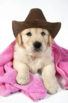 270321: DOG - Golden Retriever puppy with pink towel draped over bac