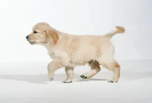 Wagging: DOG - Golden RETRIEVER puppy, side profile