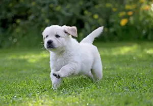 Dog - Golden Retriever puppy running