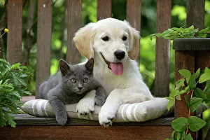 Retievers: Dog - Golden Retriever puppy sitting on bench with