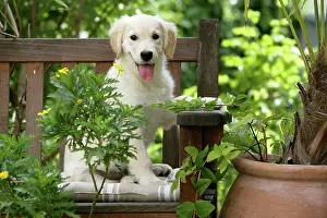 Retievers: Dog - Golden Retriever puppy sitting on bench