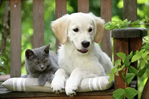 Chairs: Dog - Golden Retriever puppy sitting on bench with