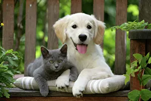 Chairs: Dog - Golden Retriever puppy sitting on bench with