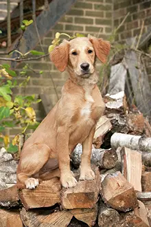 Piles: DOG - Golden retriever puppy sitting on a pile