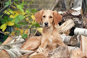 Piles: DOG - Golden retriever puppy sitting on a pile