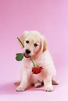 Roses: DOG - Golden Retriever puppy sitting with rose in mouth