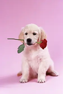 Roses: DOG - Golden Retriever puppy sitting with rose in mouth