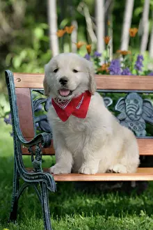 Glamour: Dog - Golden Retriever puppy sitting on wooden