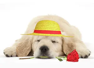 070221: Dog - Golden Retriever puppy - sleeping with a red rose in i