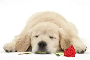 070221: Dog - Golden Retriever puppy - sleeping with a red rose in i