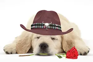 Roses: Dog - Golden Retriever puppy - sleeping with a red rose in i