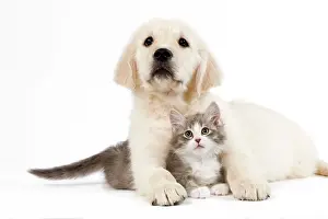 Jean-michel Labat: Dog - Golden retriever puppy in studio with kitten