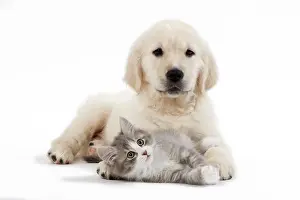 Jean-michel Labat: Dog - Golden Retriever puppy in studio with kitten