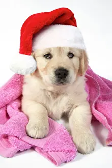 Draped: DOG - Golden Retriever puppy with towel draped over back wea