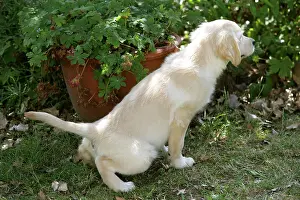 Urinating: Dog - Golden Retriever puppy - urinating