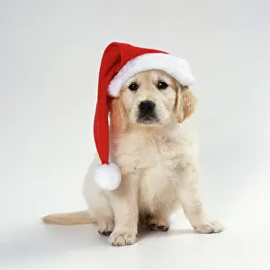 DOG - Golden Retriever puppy wearing Christmas hat