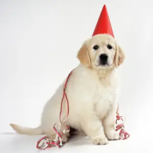 Streamer: DOG - Golden Retriever puppy wearing party hat and streamer