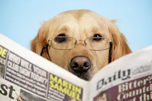Quirky: Dog. Golden Retriever reading newspaper wearing glasses